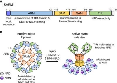 The SARM1 TIR NADase: Mechanistic Similarities to Bacterial Phage Defense and Toxin-Antitoxin Systems